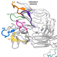 Image of antibody variable region